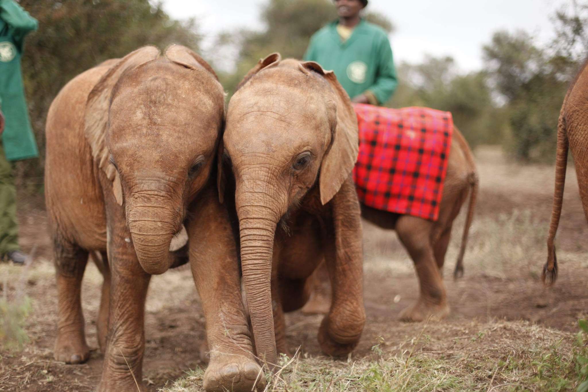 Sheldrick-wildlife-trust-1-1-scaled--two-baby-elephants.