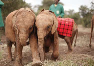 Copyright sheldrick wildlife trust 1 1 scaled  two baby elephants.