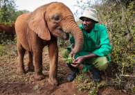 Copyright sheldrick wildlife trust 1 1 scaled baby elephants.