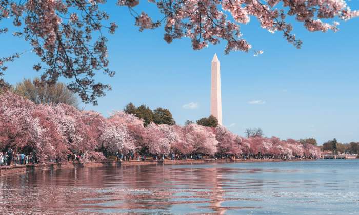 Cherry blossom, Washington D.C., DC, USA.