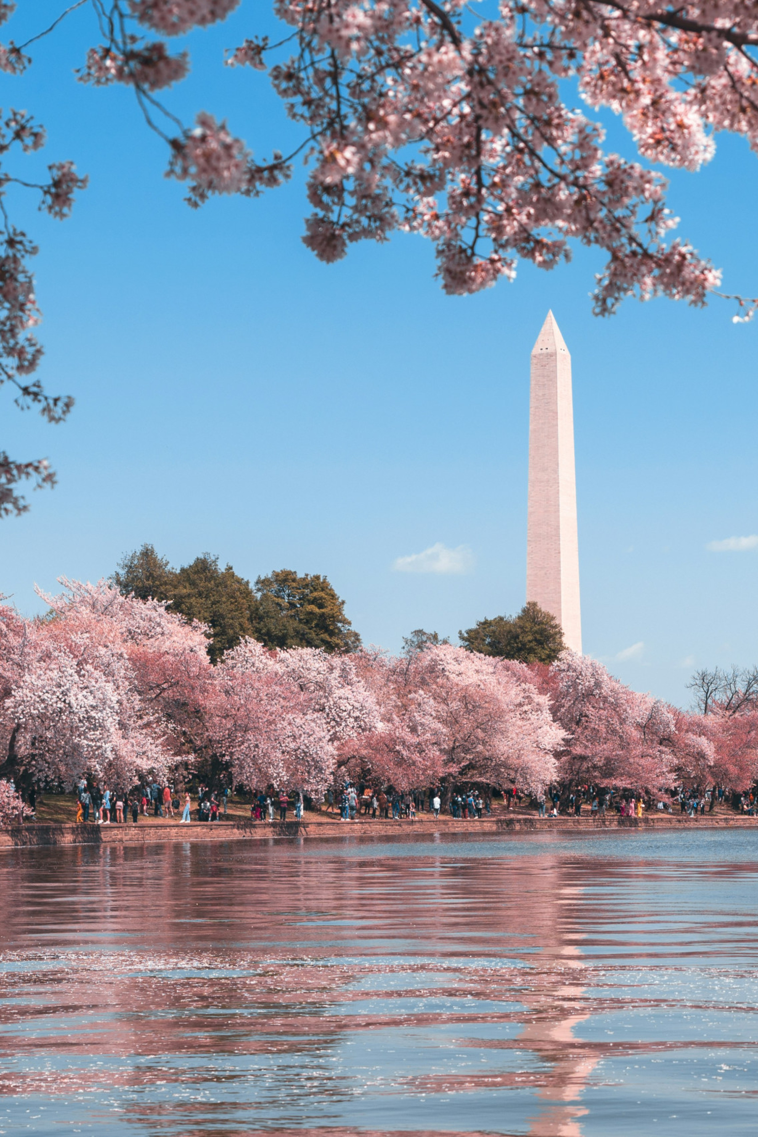 Cherry blossom, Washington D.C., DC, USA