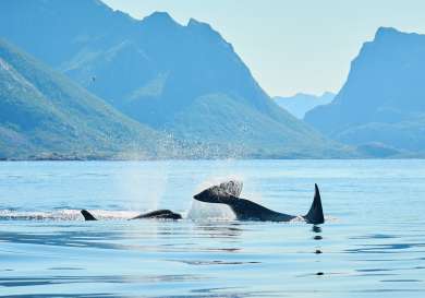 Whales in the arctic.