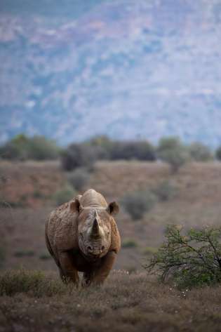 Black rhino in reserve.