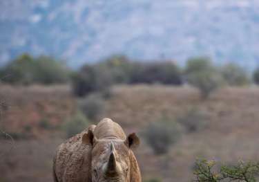 Black rhino in reserve.