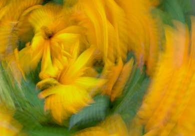 Distorted photo of yellow flowers.