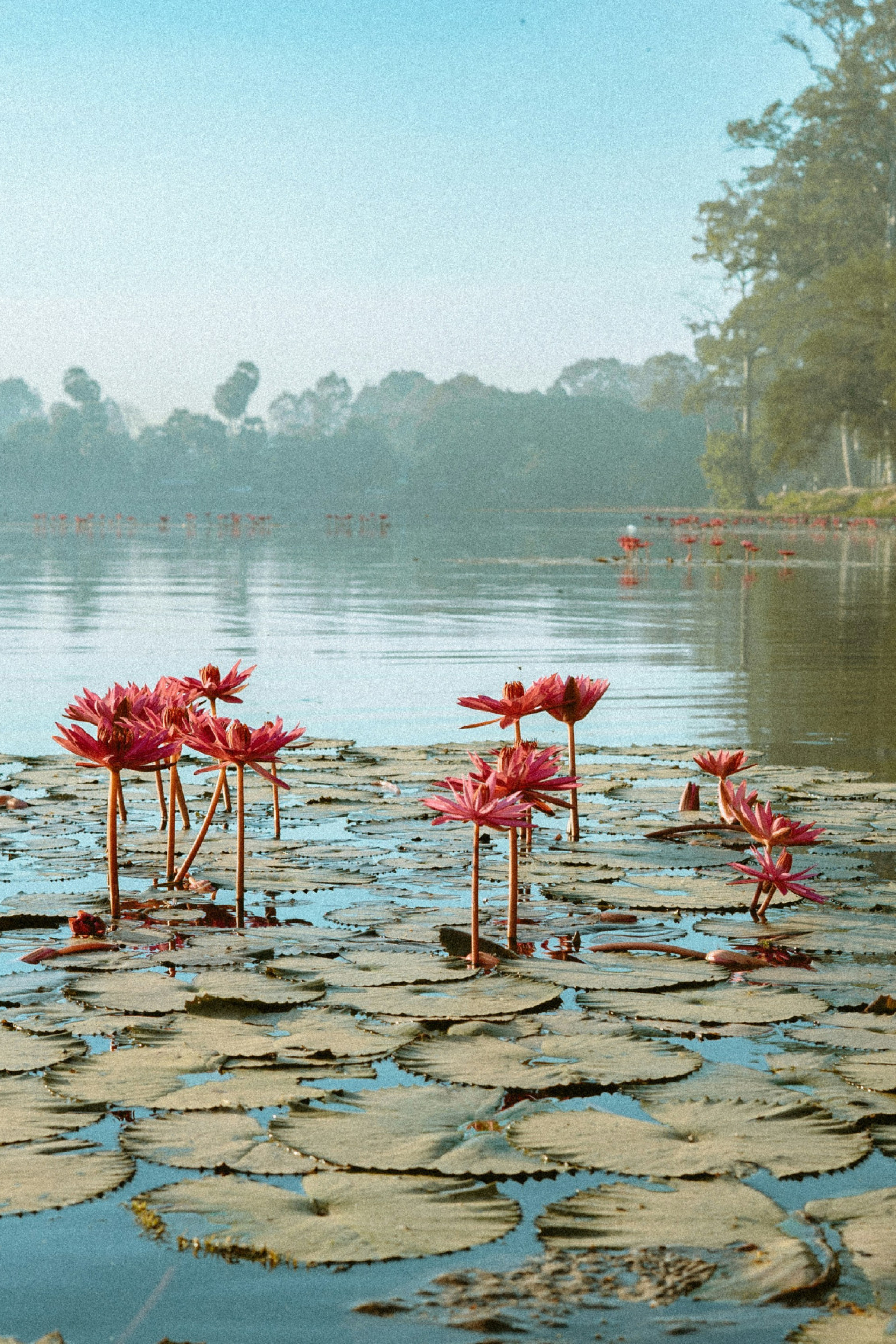 pink lotus flowers in pool of water in cambodia