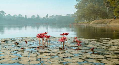Pink lotus flowers in pool of water in cambodia.