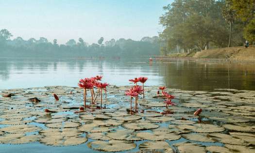 Pink lotus flowers in pool of water in cambodia.