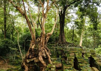 Ancient tree in cambodia surrounded by bricks.