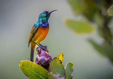Bird from south africa .
