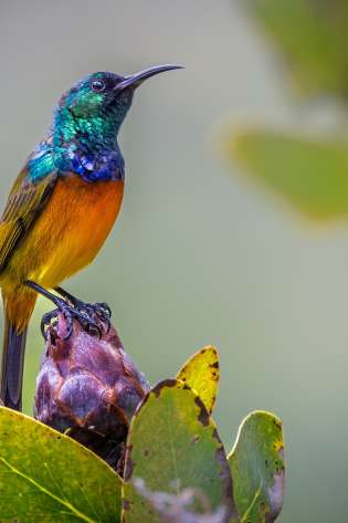 Bird from south africa .