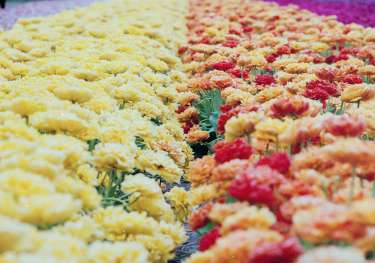 Chelsea flower show orange yellow flowers unsplash.