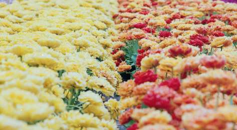 Chelsea flower show orange yellow flowers unsplash.