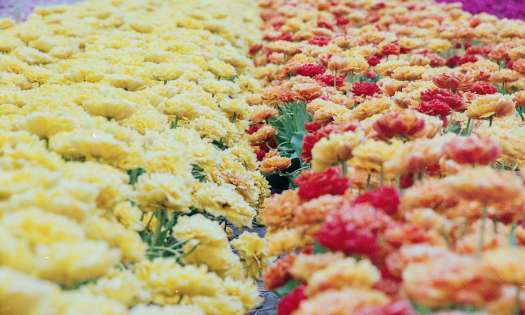 Chelsea flower show orange yellow flowers unsplash.