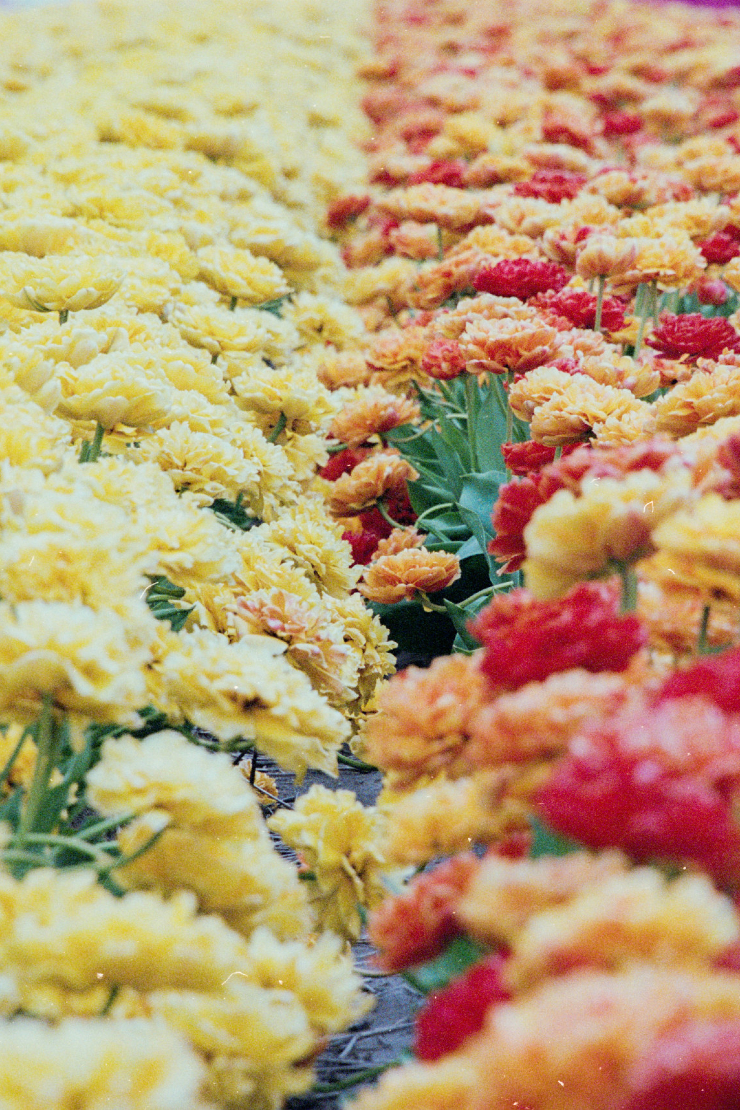 chelsea-flower-show-orange-yellow-flowers-unsplash.jpg