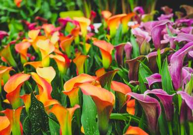 Orange and purple flowers at chelsea flower show .