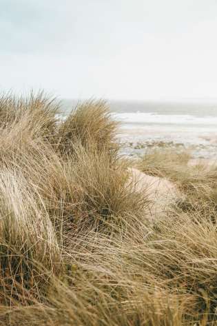 British beach with wild grass.