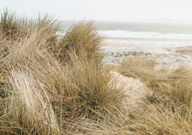British beach with wild grass.