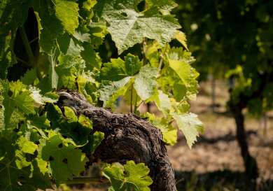 Close-up of vineyard.