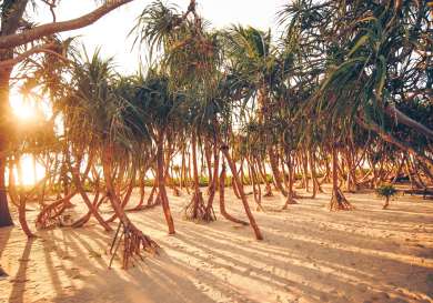Trees on a beach in thailand .
