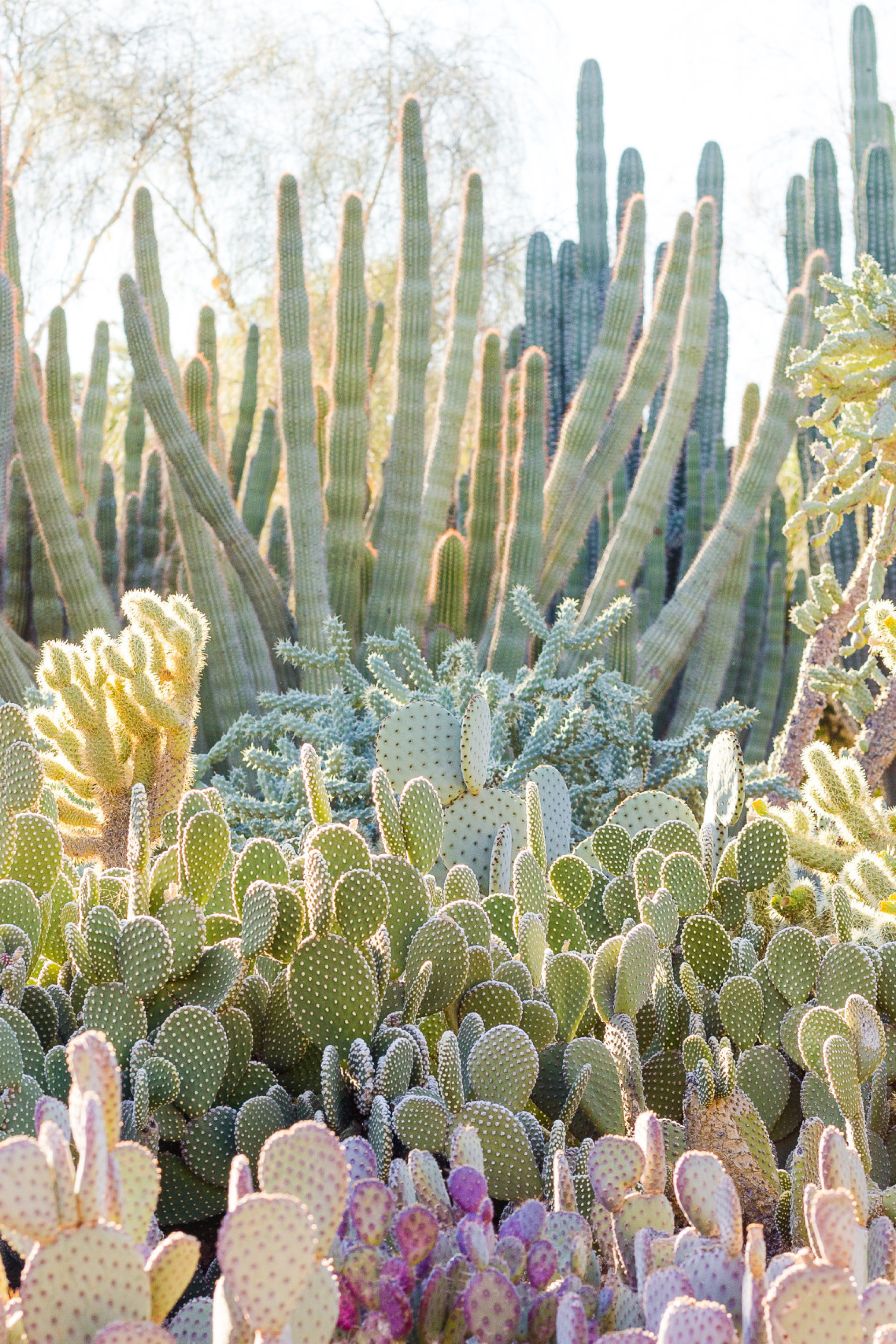photo of desert botanical garden in Phoenix 