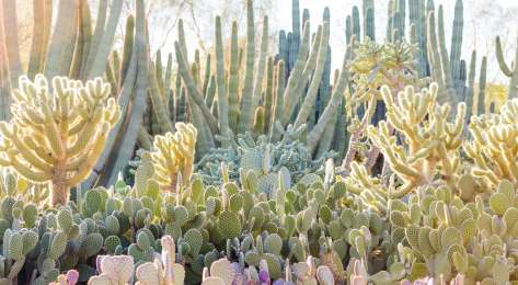 Photo of desert botanical garden in Phoenix .