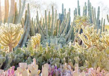 Photo of desert botanical garden in Phoenix .