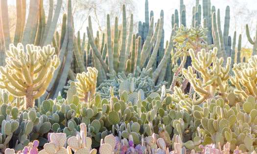 Photo of desert botanical garden in Phoenix .