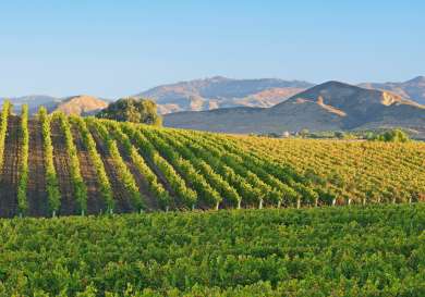 View of vineyard in napa valley .