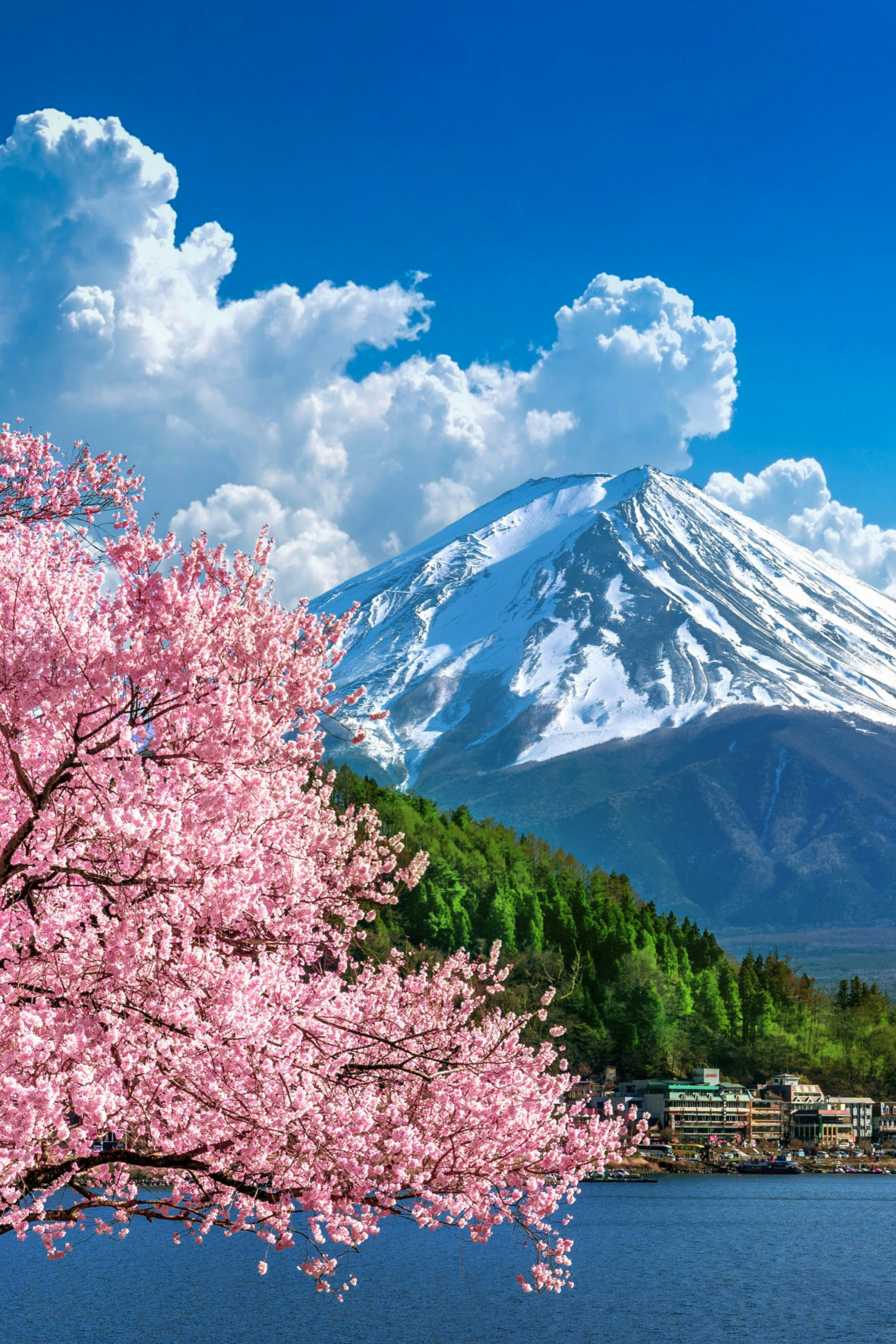 photo of snow-capped mountain with blossom in foreground 