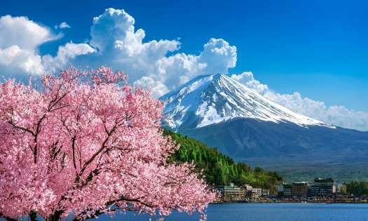 Photo of snow-capped mountain with blossom in foreground .