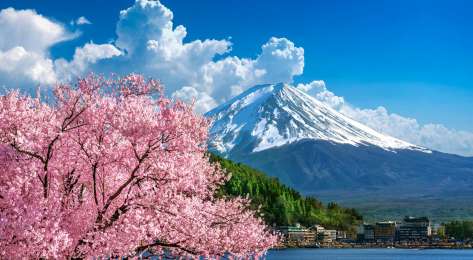 Photo of snow-capped mountain with blossom in foreground .