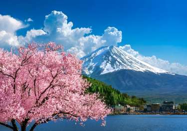 Photo of snow-capped mountain with blossom in foreground .