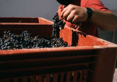 Harvest at quinta da gricha 1 @churchills 1660141504.