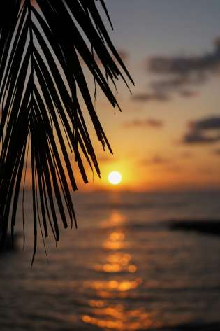 Sunset caught through palm tree.