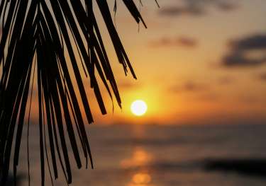 Sunset caught through palm tree.
