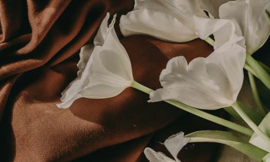 White tulips styled on chocolate brown fabric.