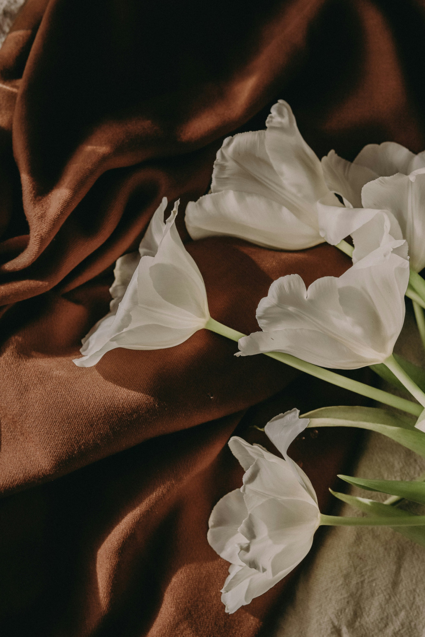 white tulips styled on chocolate brown fabric