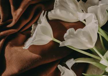 White tulips styled on chocolate brown fabric.