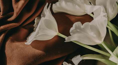 White tulips styled on chocolate brown fabric.