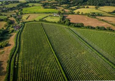 Vineyards at louma country hotel.