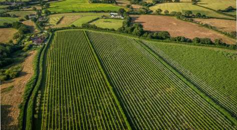 Vineyards at louma country hotel.