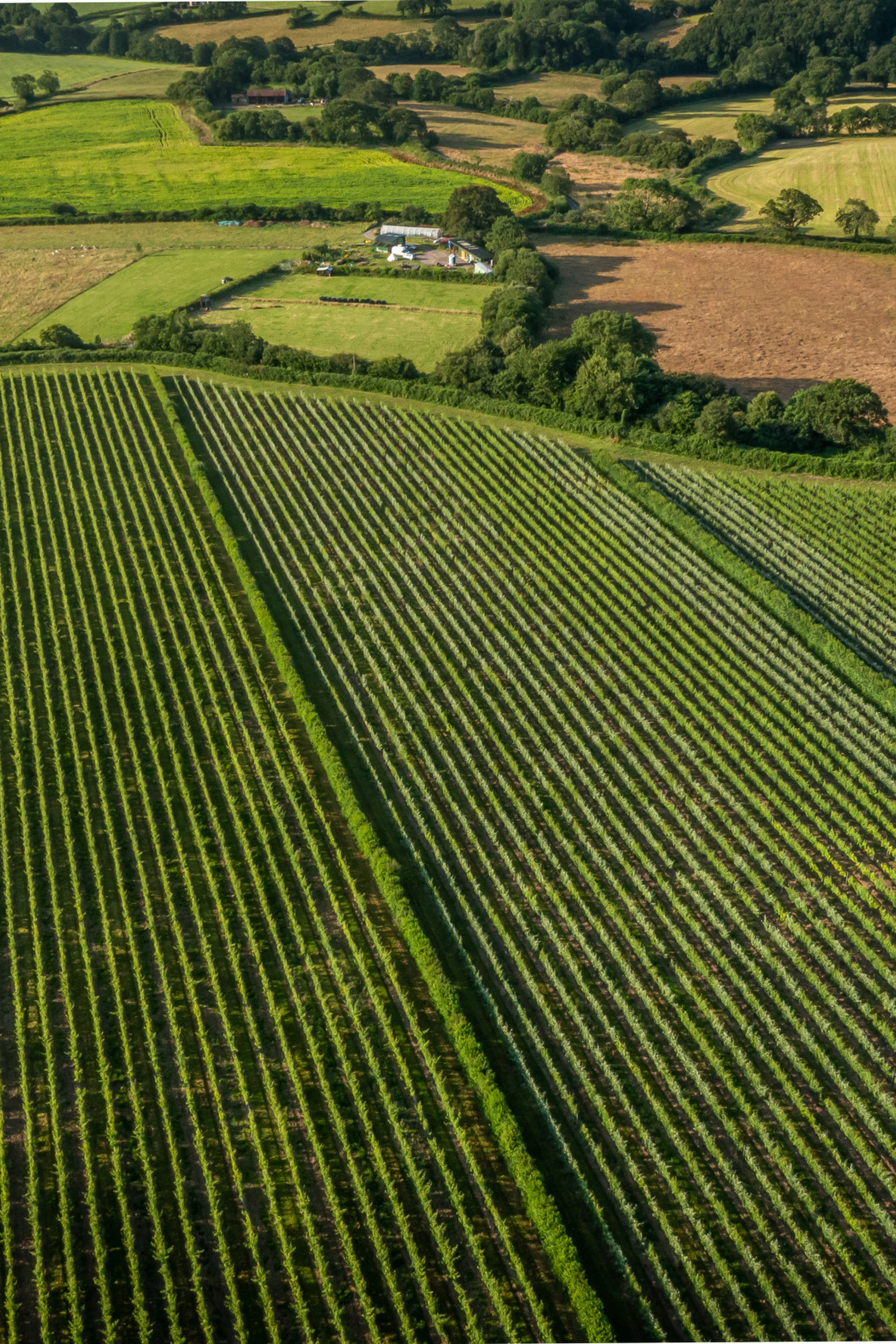 vineyards at louma country hotel