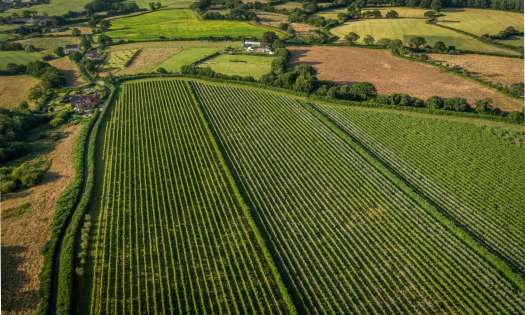 Vineyards at louma country hotel.