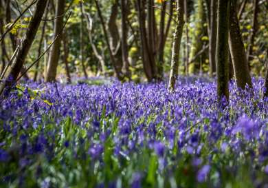 Bluebells in a forrest area.