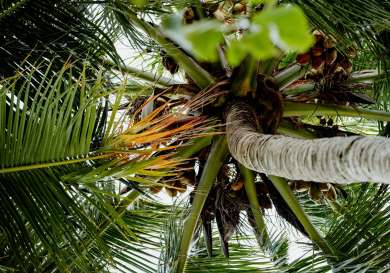 Photo of palm tree in the maldives.
