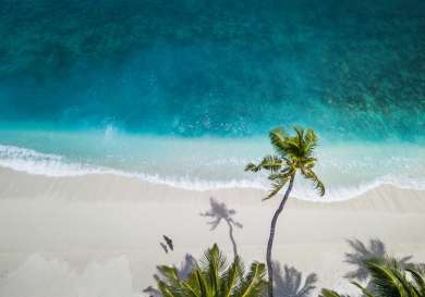 Aerial view of beach in mexico with single palm tree.