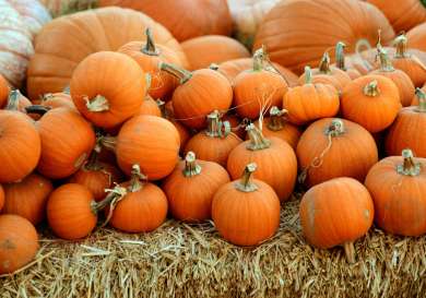Stacks of pumpkins lined up on hay bale .