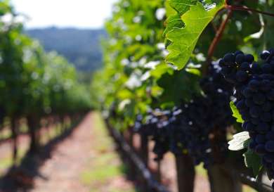 Vineyard in napa valley.