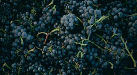 Red grapes .